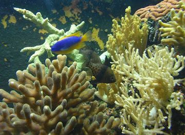 fiji/coral-coast/landmark/kula-wild-adventure-park