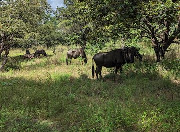malawi/liwonde-national-park/landmark/kuti-wildlife-reserve