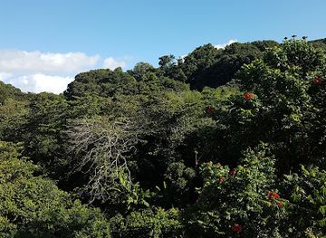 puerto-rico/yunque-national-forest/landmark/bosque-estatal-del-nuevo-milenio