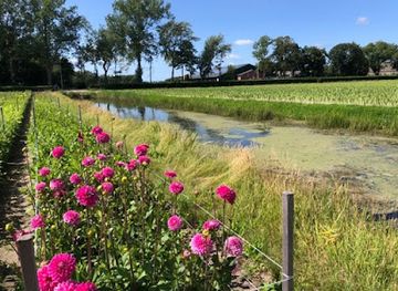netherlands/bollenstreek/landmark/bollenstreek-wordt-bloemenstreek