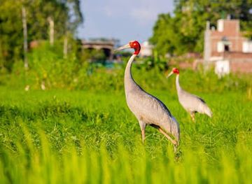 nepal/lumbini-province/landmark/lumbini-crane-peacefully
