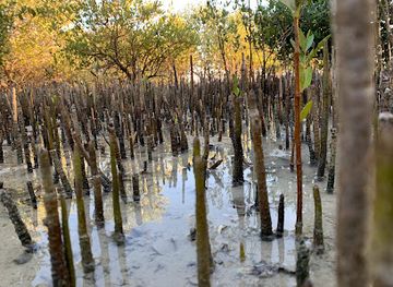 united-arab-emirates/umm-al-quwain/landmark/the-mangrove-view-by-uj