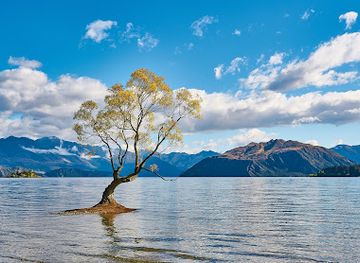 #ThatWanakaTree
