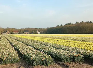 Duin-en-Bollenstreek Knoopunt 42