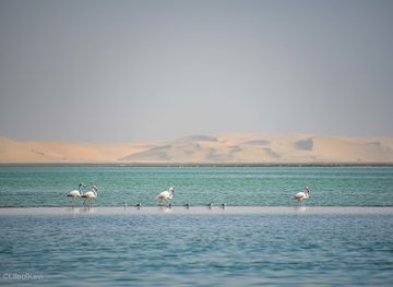 qatar/sealine-beach-resort/landmark/qatar-desert-flamingos-bird-photoshoot-in-sealine