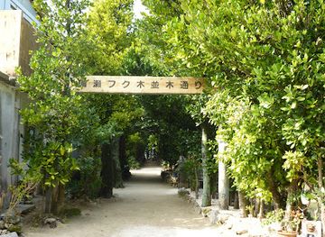 japan/okinawa/landmark/bise-fukugi-tree-road
