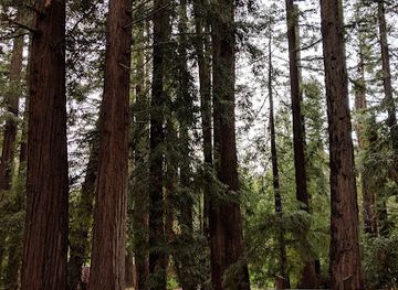 california/redwood-national-and-state-parks/landmark/redwood-grove-nature-preserve