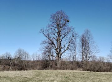 ukraine/lviv-region/landmark/aleya-vikovykh-lyp
