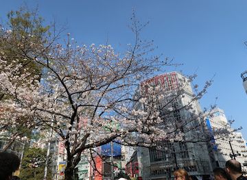 japan/tokyo/shibuya/landmark/hachiko-square
