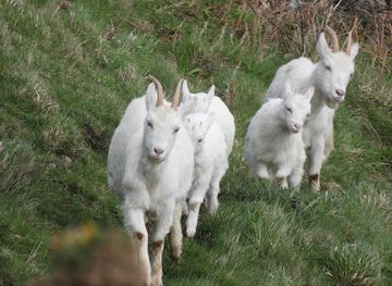 united-kingdom/llandudno/attraction/llandudno-footpath-23-public-right-of-way-2