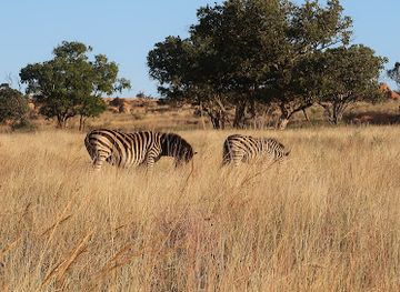 south-africa/bushveld/landmark/dinokeng-game-reserve
