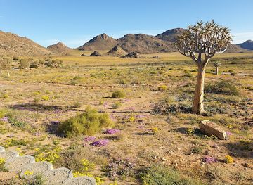 south-africa/namaqualand/landmark/goegap-nature-reserve-springbok