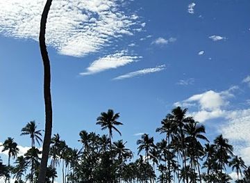 tonga/niuatoputapu-island/landmark/3-headed-coconut