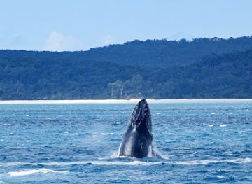 australia/fraser-coast/landmark/hervey-bay-whale-watch