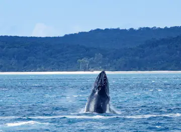 Hervey Bay Whale Watch