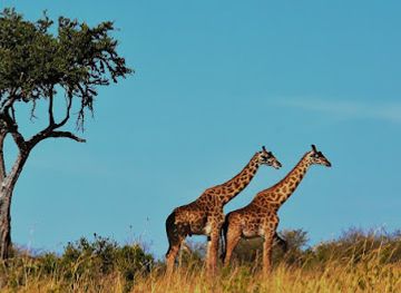 tanzania/arusha/landmark/crater-explorer-tours-and-safaris