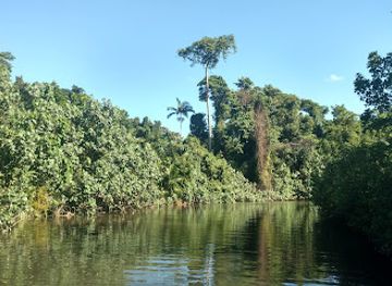 australia/cape-tribulation/landmark/bruce-belcher-son-daintree-river-cruises