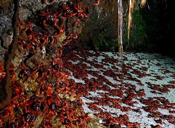 christmas-island/red-crabs-migration-area/landmark/indian-ocean-experiences