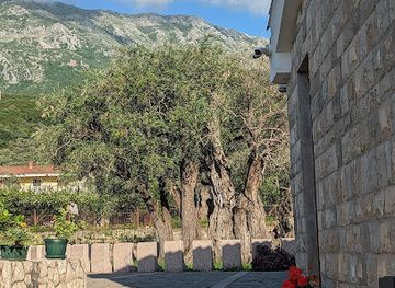montenegro/bar/landmark/old-olive-tree
