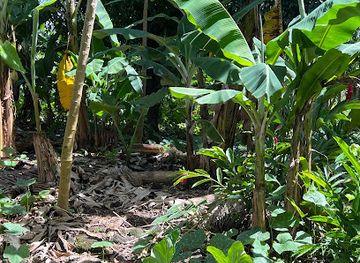 samoa/piula-cave-pool/landmark/laauoleola-cave