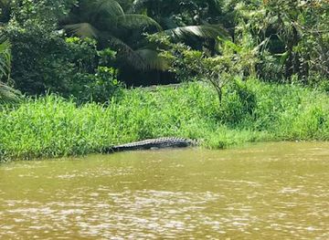 sri-lanka/matara-district/landmark/crocodile-watching-and-river-safari-matara