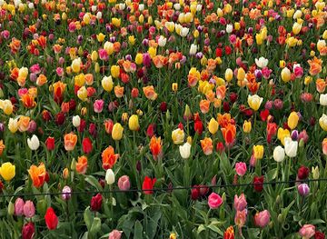 netherlands/keukenhof-gardens/landmark/juliana-pavilion