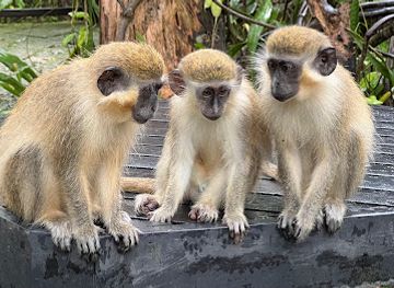 barbados/saint-peter/landmark/grenade-hall-forest-signal-station