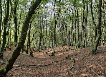 denmark/rold-skov/landmark/rebild-national-park