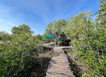 cambodia/kep-province/landmark/mangrove-protected-forest