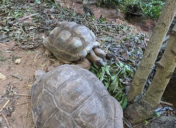 seychelles/cerf-island/landmark/the-giant-tortoises-of-the-seychelles