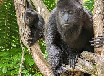 belize/cockscomb-basin-wildlife-sanctuary/landmark/community-baboon-sanctuary-visitor-center-and-museum-a-black-howler-monkey-sanctuary