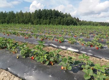 finland/paijat-hame/landmark/tirra