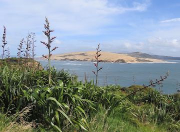 new-zealand/northland/landmark/tane-mahuta