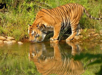 nepal/bheri-zone/landmark/bardiya-national-park