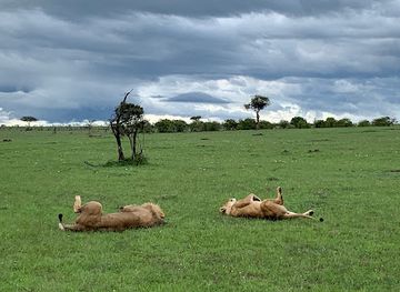 tanzania/masai-steppe/landmark/naboisho-conservancy