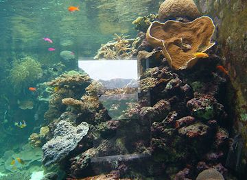 palau/ngeruangel-reef/landmark/palau-aquarium