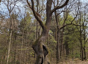 germany/heidelberg/handschuhsheim/landmark/holdermanns-eiche