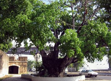 dominican-republic/eastern-plains/landmark/ceiba-de-colon