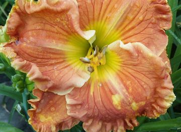 belgium/leuven/landmark/open-tuinen