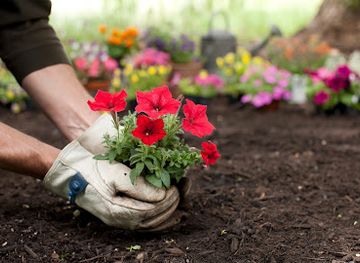 united-arab-emirates/al-ain/al-ain-oasis/landmark/al-ain-oasis