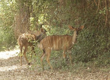 malawi/lake-malawi/landmark/nyala-park