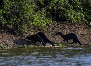 paraguay/rio-paraguay/landmark/pantanal-paraguayo