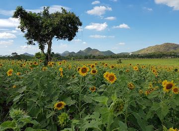 thailand/khao-yai/landmark/sunflower-field-rai-manee-sorn