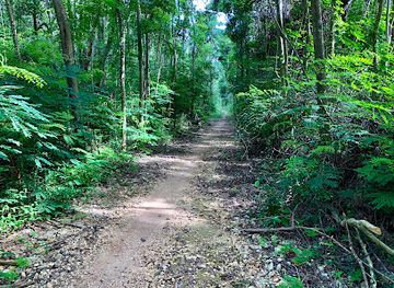 puerto-rico/caribbean-national-forest/landmark/bosque-estatal-de-cambalache
