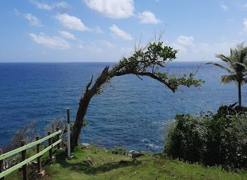 dominica/dominica-botanic-gardens/landmark/l-escalier-tete-chien