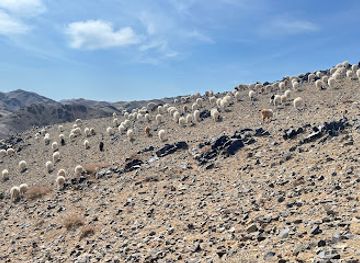 mongolia/dzungarian-basin/landmark/havtsgaitiin-hadnii-sug-zurag-petroglyph