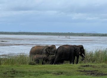 sri-lanka/bundala-national-park/landmark/bundala-safari-with-srimal