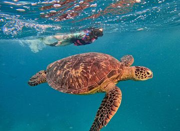 cook-islands/avarua/landmark/rarotonga-turtle-tours