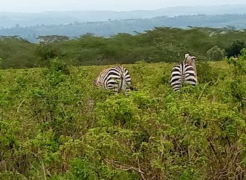 kenya/lake-nakuru-national-park/landmark/lake-nakuru
