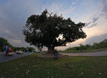 pakistan/islamabad/landmark/maria-tree